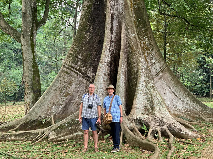 Kapok tree